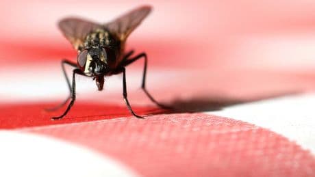 Incredible £1 Asda buy will banish flies, spiders and mice from your home