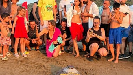Tuba'nın da aralarında bulunduğu 7 deniz kaplumbağası tekrar denizle buluştu