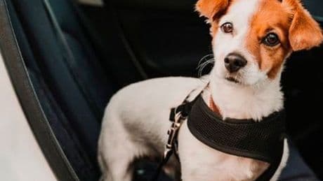 La mayoría de los propietarios de mascotas desconocen cómo deben transportarlas en el coche