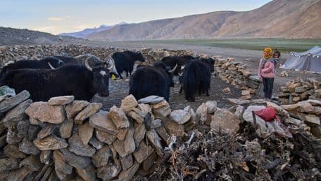High in India’s Himalayan mountains, yak herders struggle to survive a warming world