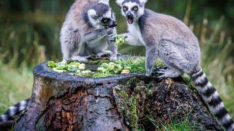 In de keuken van Dierenpark Amersfoort: ’Door alle suikers kunnen dieren echt agressiever worden’
