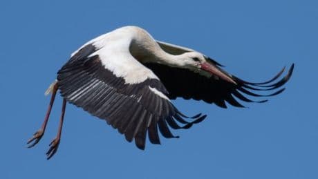 Rettungsaktion: Storch will nicht gerettet werden