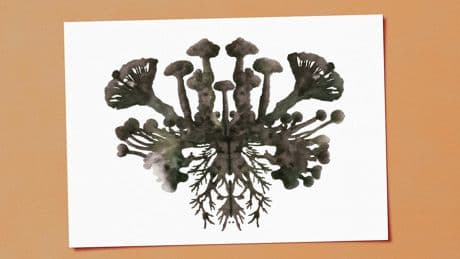 What is a mushroom really? Two titans of the wellness world duke it out