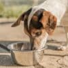 When is it too hot to walk my dog? Temperatures and health risks explained