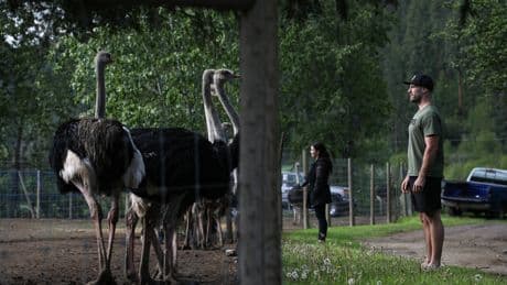 B.C. ostrich farm failed to contain bio risk from avian flu, agency says