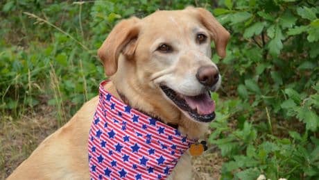 Many Pets Get Lost On The Fourth Of July. Here’s How To Keep Them Safe
