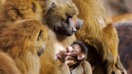 Tiergarten Nürnberg: Mehr als 100 Anzeigen nach Pavian-Tötung