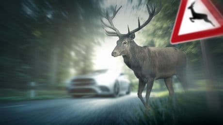 El consejo de los Mossos que sorprenderá a muchos conductores: es justo lo contrario de lo que harían si un animal se les cruza en la carretera
