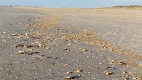 Unglaubliche Umwelt-Sauerei - Nordsee-Strände voller Klumpen