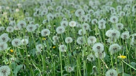 Banish dandelions for good using gardening expert's natural hack — no chemicals