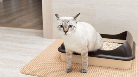 Weniger Krümel: Für Katzenhalter: Warum die Anschaffung einer Streumatte sinnvoll ist