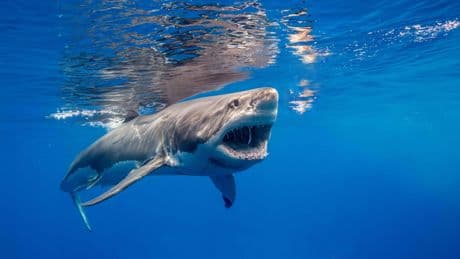 Un requin blanc géant a été repéré à proximité de plages touristiques de l’Atlantique
