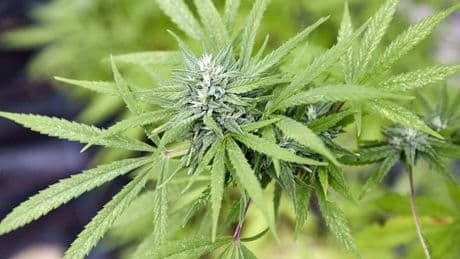 Drogen aus dem Automaten: Frau soll Marihuana in Automatenkiosk verkauft haben