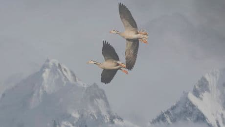 Meet The ‘High-Flying’ Goose That Migrates Over The Himalayas. Hint: It’s Been Seen Flying Above The 5th Highest Mountain On Earth