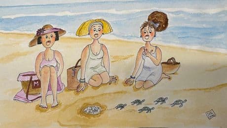 Nacen las tortugas bobas
