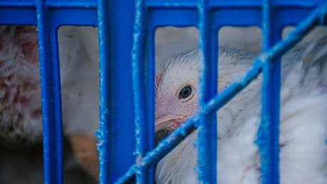 4,000 chicks died in the mail. They expose a darker truth about the meat industry.