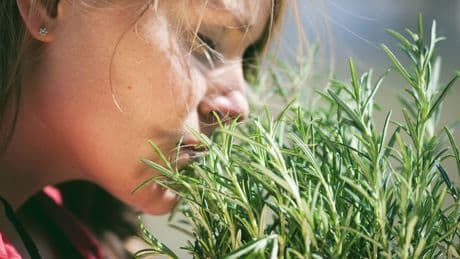 Küchenkraut in Gefahr: Diese Pflegefehler schwächen Ihren Rosmarin