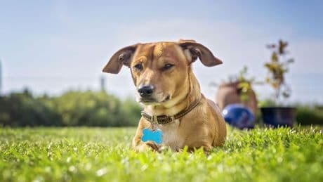 Protect your pets during hot weather with simple 'five second rule'