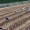 En Cisjordanie, les vignes de la paix