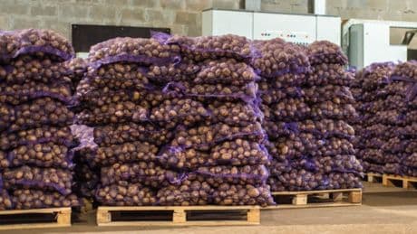 Türkiye’ye gelen 2 bin ton patates virüslü çıktı
