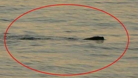 Son Dakika Haberler: Trabzon'da tedirginlik yaratan olay! Çok sık görülüyor...