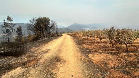 El viñedo que desafió al fuego en Orense: el milagro de Méndez Rojo en Valdeorras