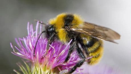Hummel oder Biene: Das sind die Unterschiede – ein Überblick