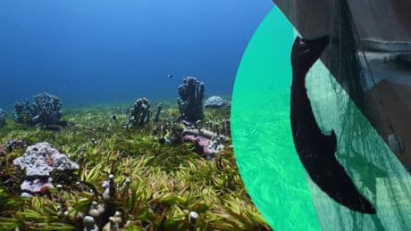 In the Saya de Malha Bank, sharks are being hunted to extinction for their fins