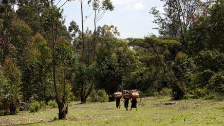 Kenya: la communauté Ogiek devant la Cour africaine des droits de l’homme pour ses terres