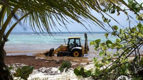 Des algues odorantes et toxiques: la Guadeloupe envahie par les sargasses
