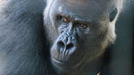 Toronto Zoo says 2 female gorillas injured after altercation with new male silverback