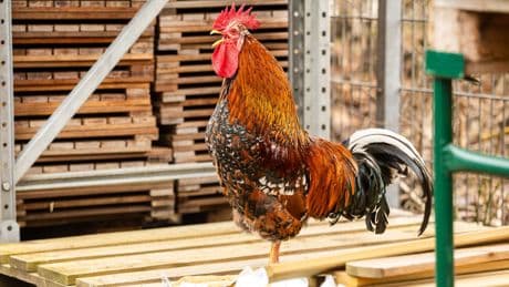 Erst Gewalt gegen Frauen, jetzt Tierquälerei - Schon wieder Aufregung um Borkum-Brauch