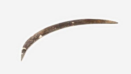 El bumerán más antiguo del mundo tiene unos 40.000 años, fue descubierto en una cueva de Polonia y está hecho con colmillo de mamut