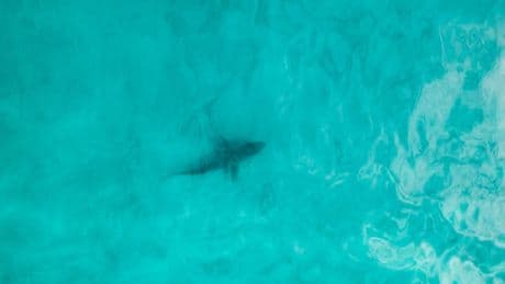 Why You Can’t Count On Seeing Sharks From The Air In New York