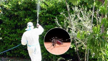Dengue, nuovo caso ad Arezzo: scatta la disinfestazione nella zona dell'ospedale. Orario e misure per i residenti