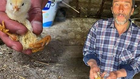 Yer: Çankırı! Yumurtadan çıkan civcivi görenler şaştı kaldı