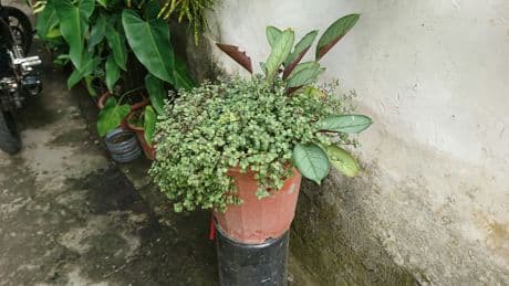 UK Households Advised To Move Plant Pots This Autumn