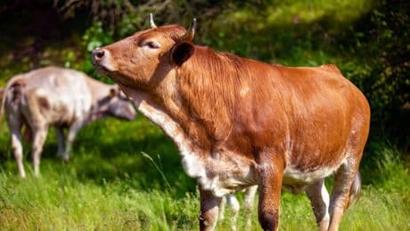 Weimarer Land: Wilder Bulle rammt Autos – zwei Verletzte