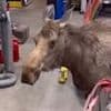 Tierische Inspektion - Kommt ein Elch bei der Feuerwehr vorbei