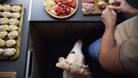 Hunde-Besitzer aufgepasst: Diese Lebensmittel sind giftig für Ihren Vierbeiner
