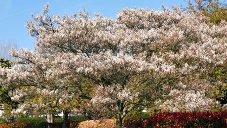 El árbol que lo tiene todo: abundante follaje, flores coloridas y frutos comestibles