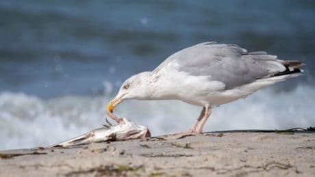 Fish thieving gull swooping on seaside chippy ‘kicked to death’ by angry customer
