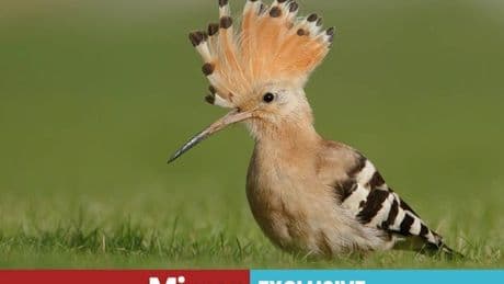 Brits mesmerised by outlandish bird in UK gardens after 'deadly rivalries' exposed