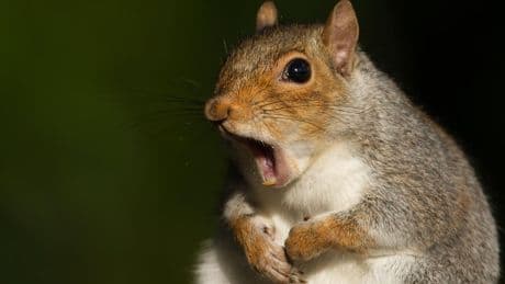 Why ‘Zombie Squirrels’ Have Been Appearing In The U.S. And Canada
