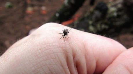 Chikungunya : trois nouveaux décès à la Réunion, 15 depuis le début de l’épidémie