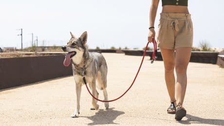 Schutz vor Hitze: Hunde sollten nur zu diesen Zeiten Gassi gehen