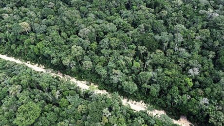 Brésil : la déforestation ralentit partout, une première en six ans