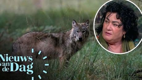Caroline van der Plas blij met vergunning voor doodschieten wolf: ’Moet aangepakt worden’