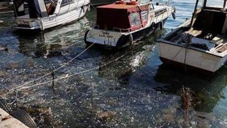 Kabus geri döndü! Beykoz sahilinde görüldü: 'Balık avlayamıyoruz'