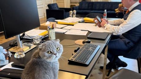 Regierungschefs und ihre Tiere: Warum ganz Belgien diesen Kater liebt